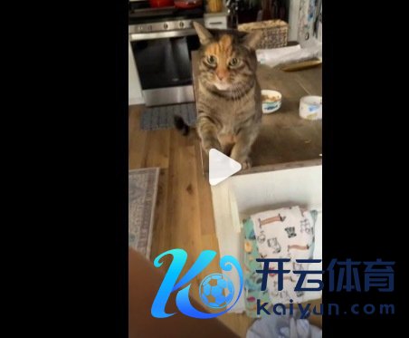 小猫急得要讲话了 那目力分明在说 “快懂我啊”